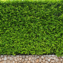 Lade das Bild in den Galerie-Viewer, Gestalte Dein LED - Neon